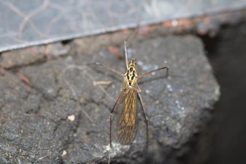 Nephrotoma appendiculata